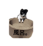 雑種ねこ英世（ひでよ）の日常。（個別スタンプ：22）