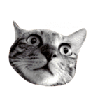 キジ猫かつお（個別スタンプ：1）