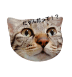 キジ猫かつお（個別スタンプ：2）