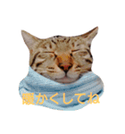 キジ猫かつお（個別スタンプ：3）