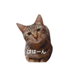 キジ猫かつお（個別スタンプ：4）