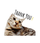 キジ猫かつお（個別スタンプ：5）
