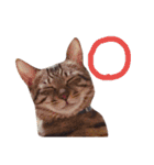 キジ猫かつお（個別スタンプ：7）