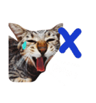 キジ猫かつお（個別スタンプ：8）