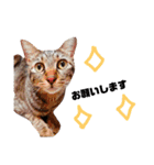 キジ猫かつお（個別スタンプ：9）