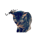 キジ猫かつお（個別スタンプ：10）