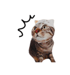 キジ猫かつお（個別スタンプ：12）