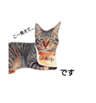 キジ猫かつお（個別スタンプ：13）