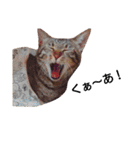 キジ猫かつお（個別スタンプ：14）
