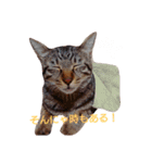 キジ猫かつお（個別スタンプ：19）