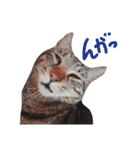 キジ猫かつお（個別スタンプ：21）