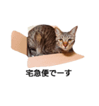 キジ猫かつお（個別スタンプ：22）