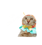 キジ猫かつお（個別スタンプ：23）
