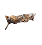 キジ猫かつお（個別スタンプ：24）