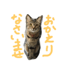 「もちゃのすけ＆るーこ」（個別スタンプ：5）