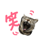 「もちゃのすけ＆るーこ」（個別スタンプ：8）