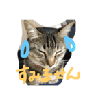「もちゃのすけ＆るーこ」（個別スタンプ：11）