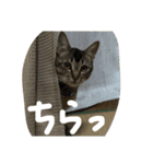 「もちゃのすけ＆るーこ」（個別スタンプ：14）