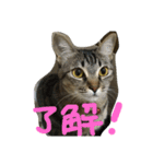 「もちゃのすけ＆るーこ」（個別スタンプ：15）