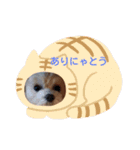 マルプーの日常毒舌編（個別スタンプ：4）
