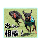 アクティブ・ミニチュアピンシャー（個別スタンプ：1）