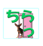 アクティブ・ミニチュアピンシャー（個別スタンプ：2）