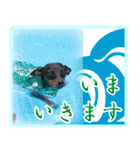 アクティブ・ミニチュアピンシャー（個別スタンプ：3）