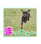 アクティブ・ミニチュアピンシャー（個別スタンプ：6）