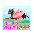 アクティブ・ミニチュアピンシャー（個別スタンプ：8）