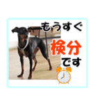 アクティブ・ミニチュアピンシャー（個別スタンプ：11）