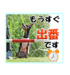 アクティブ・ミニチュアピンシャー（個別スタンプ：12）