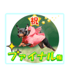 アクティブ・ミニチュアピンシャー（個別スタンプ：15）