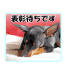 アクティブ・ミニチュアピンシャー（個別スタンプ：16）