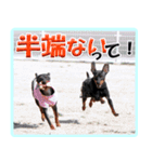 アクティブ・ミニチュアピンシャー（個別スタンプ：17）