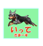 アクティブ・ミニチュアピンシャー（個別スタンプ：21）