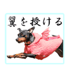 アクティブ・ミニチュアピンシャー（個別スタンプ：22）