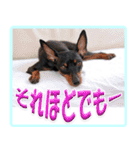 アクティブ・ミニチュアピンシャー（個別スタンプ：26）