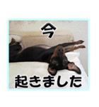 アクティブ・ミニチュアピンシャー（個別スタンプ：27）