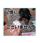 アクティブ・ミニチュアピンシャー（個別スタンプ：28）