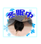 アクティブ・ミニチュアピンシャー（個別スタンプ：31）