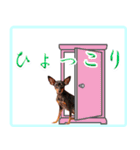 アクティブ・ミニチュアピンシャー（個別スタンプ：33）