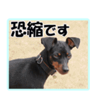アクティブ・ミニチュアピンシャー（個別スタンプ：35）