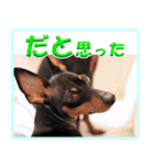 アクティブ・ミニチュアピンシャー（個別スタンプ：36）