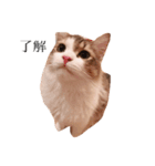 じろ猫 2（個別スタンプ：1）