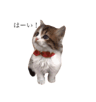 じろ猫 2（個別スタンプ：3）
