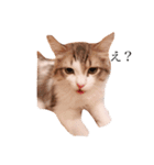 じろ猫 2（個別スタンプ：5）