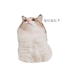 じろ猫 2（個別スタンプ：6）