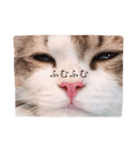 じろ猫 2（個別スタンプ：7）