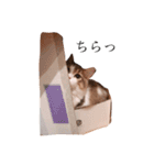 じろ猫 2（個別スタンプ：8）
