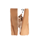 じろ猫 2（個別スタンプ：9）